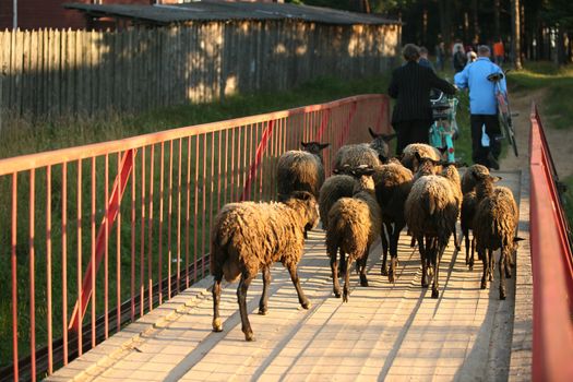 Herd ewes on the bridge 