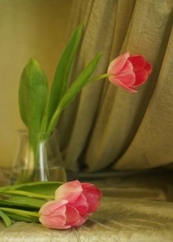 Pink tulips on a background of a fabric