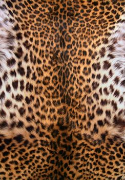 Full screen high resolution shot of a skin of the leopard. Good for a texture or a background