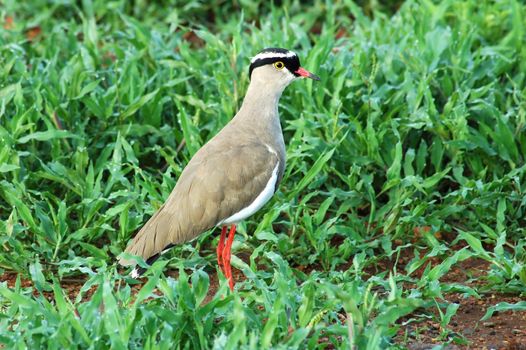A crowned ploved on green grass, South Africa.