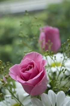 Pink Roses with white daisy at background.