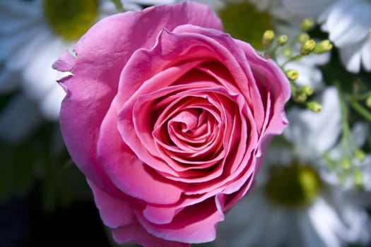 Close up of a Pink Roses with white daisy at background.