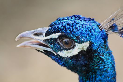 Close up of the head of crying peacock.