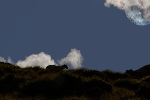 a silhouette of a sheep against a night sky with full moon depicting long sleepless nights