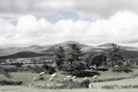 an irish island meadow with cattle grazing on lush green grass