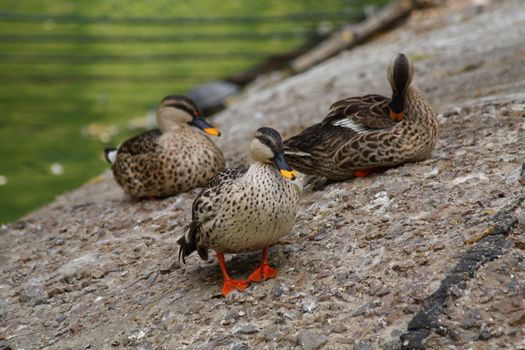 Close up of the  resting ducks. Background