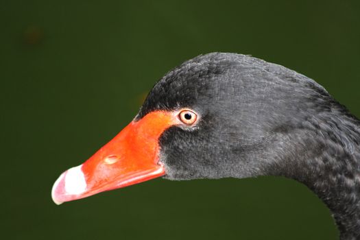 Close up of the black swan's head.