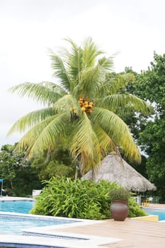 Swimming pool next to a huge palm tree