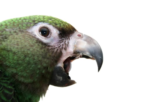 6 month old Jardine parrot on a white background, yawning