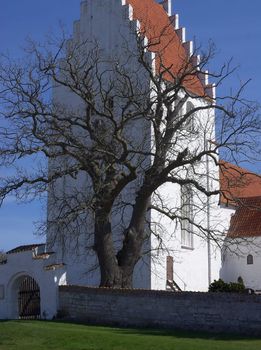 Barren old tree in front of white church on a sunny day on the island of Mon, Denmark