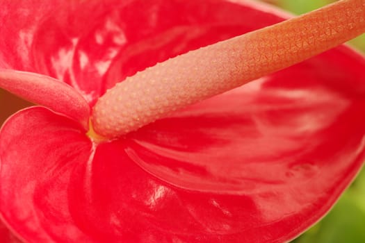 Macro shot of a red flamingo flower (lat. Anthurium) (Selective Focus, Focus on the spadix from the middle until the right upper corner of picture)