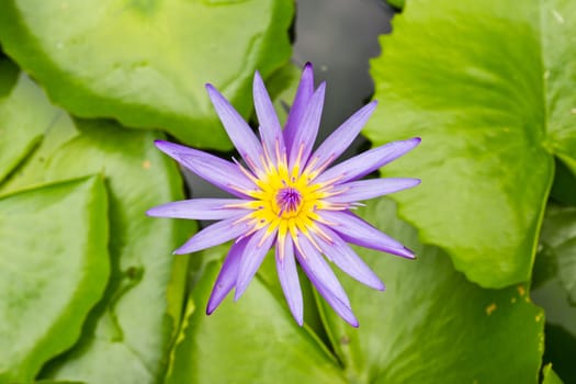 A blooming lotus flower in the garden