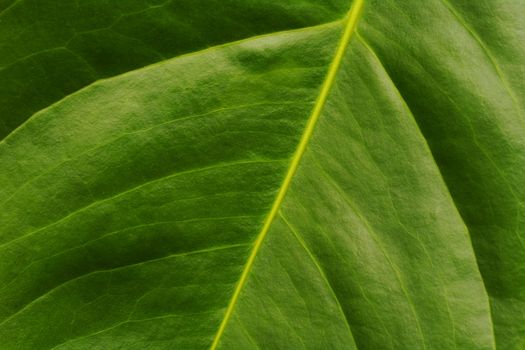 Macro shot of the surface of the leaf of the flamingo flower (lat. Anthurium) (Selective Focus, Focus on the main leaf vein and some other parts)