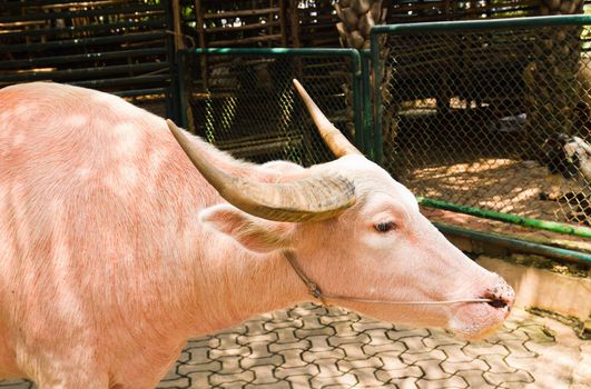 An albino water buffalo  in the zoo ,Thailand