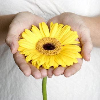 Hands holding yellow daisy flower