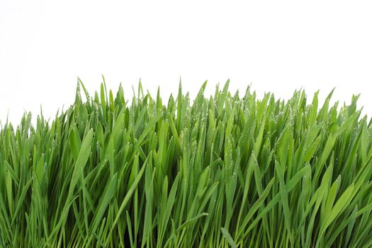 grass isolated photo on the white background