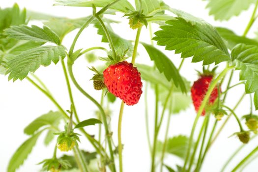 wild strawberry berries. photo on the white background  