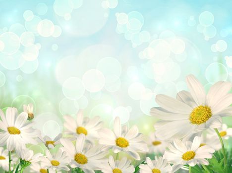 Spring background with white daisies and brokeh effect background