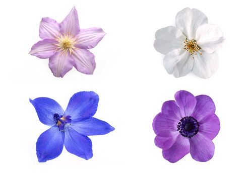 different seasoned flowers