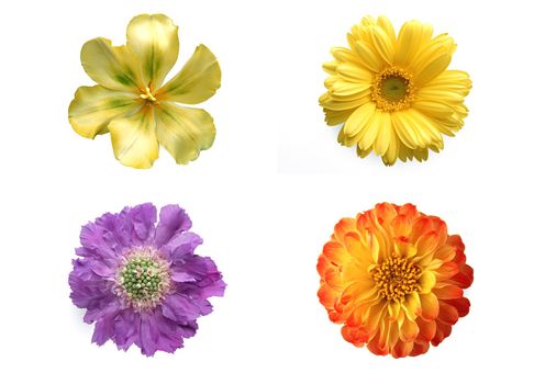 Different flowers