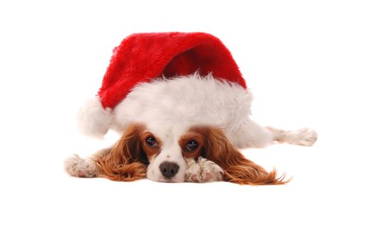 A Cavalier King Charles Spaniel puppy in a Santa Hat, Christmas theme.