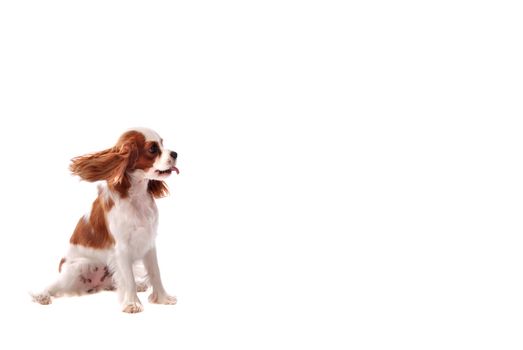 A Cavalier King Charles Spaniel puppy sticking out it's tongue.