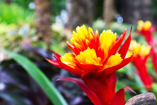 Red and yellow Beautiful flower