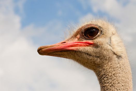 Close-up portrait of african bird ostrich, Struthio camelus