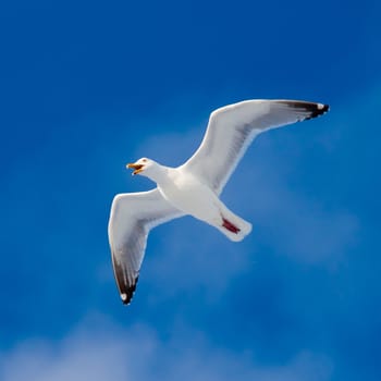 Calling herring gull(Larus argentatus) with open beak flying in blue sky.