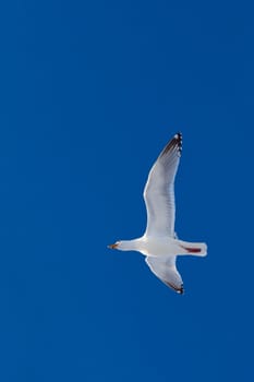 Calling herring gull(Larus argentatus) with open beak flying in blue sky.