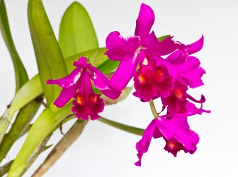 Beautiful purple orchid flower on write backgound