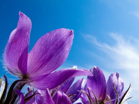 Blooming Pasque Flowers (Pulsatilla patens) close-up against blue sping sky.