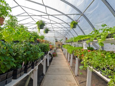 Inside commercial plastic covered horticulture greenhouse of garden center selling bedding plants.