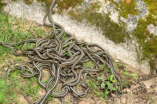 A pile of garter snakes intertwined on the ground.