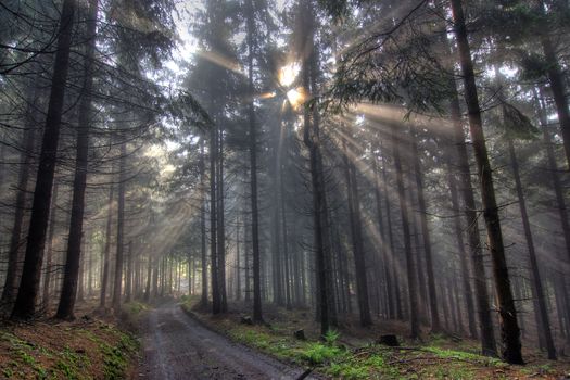 Image of the coniferous forest early in the morning - early morning fog
