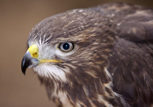 Detail of the head of the buzzard - European buzzard - bird of prey