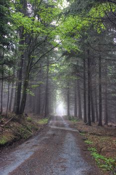 Image of the coniferous forest early in the morning - early morning fog