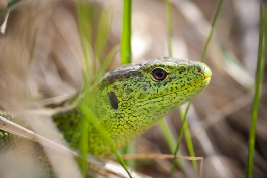 Close-up - detail - of the lizard head