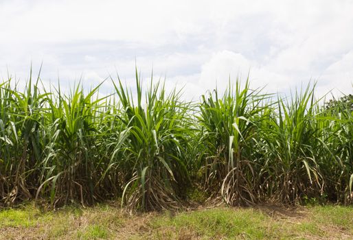 Sugar cane fields, culture tropical in Thailand