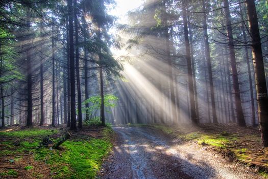 Image of the coniferous forest early in the morning - early morning fog - God beams