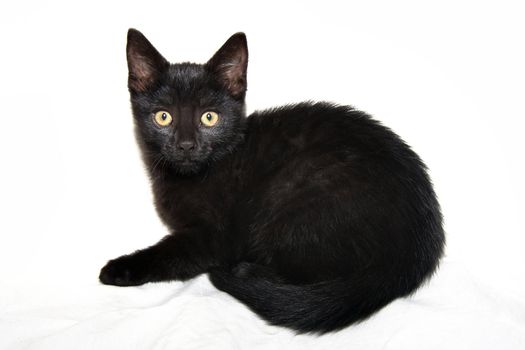 Detail of the little black kitten - cunning little kitten