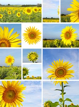 Collage with pictures about sunflower