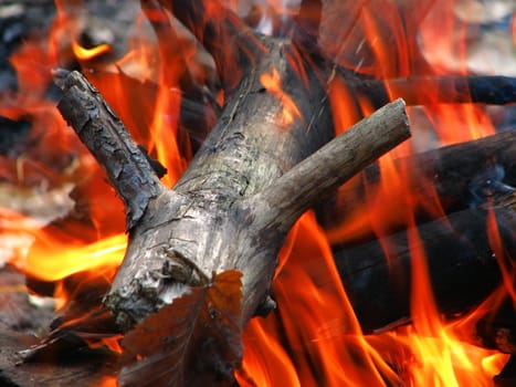 The wood in the fire flame