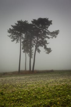 An image of a nice trees with fog in bavaria germany