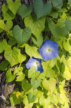 Beautiful creeper plant clematis with few blue blooms. Alternative name traveller's joy.