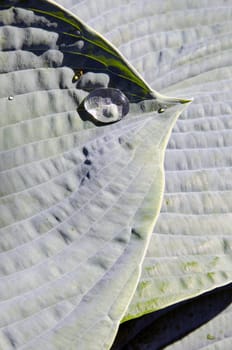 Water drops on the leaves of decorative plant. Floral closeup.