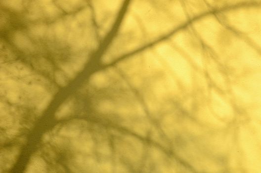 Blurred background of white painted wall with tree shadow on it.