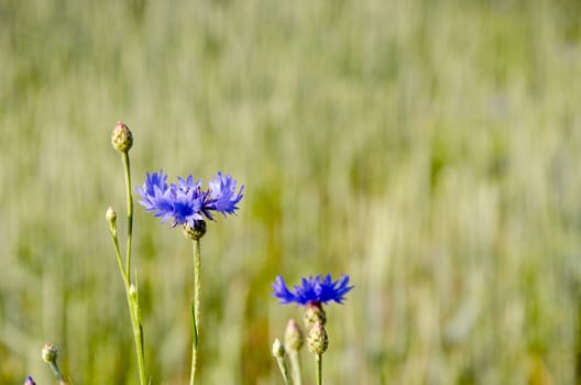 Blue cornflower on a background of subdued background.