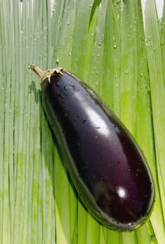 Eggplant on green onions and chives mail background.