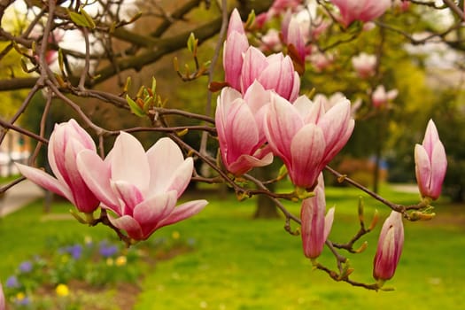 Pink flowers of magnolia in spring